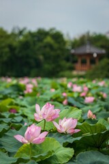 pink water lilies