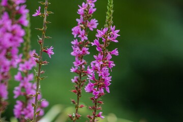 flowers in the garden