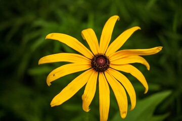 yellow daisy flower