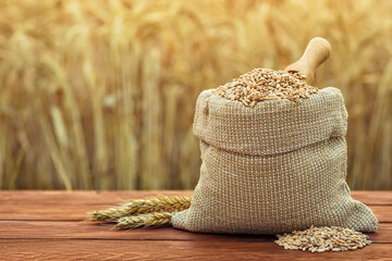 wheat grains in burlap sack with scoop on table outdoors