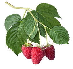 ripe raspberries on branch with leaves isolated