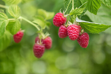 ripe raspberries on the bush in garden