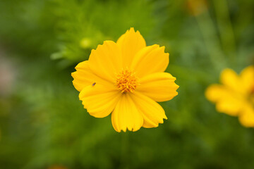 Obraz premium Yellow Cosmos flower blooming in the green garden, They so fresh and bright.