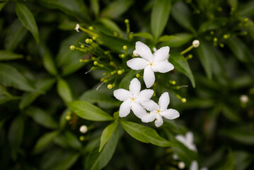 Obraz na płótnie Canvas White Jasmine flower blooming in the green garden, They so fresh and bright.