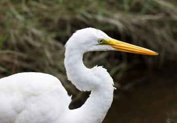 Great Egret Side View 