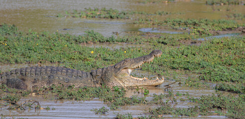 Basking croc; Close up of a crocodile; crocodile jaws; Mugger Crocodile; Crocodile with its mouth...