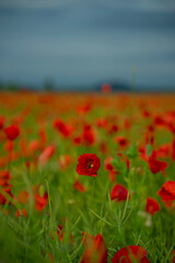 Fototapeta premium Mohnfeld in voller Blüte
