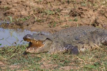 Basking croc; Close up of a crocodile; crocodile jaws; Mugger Crocodile; Crocodile with its mouth...