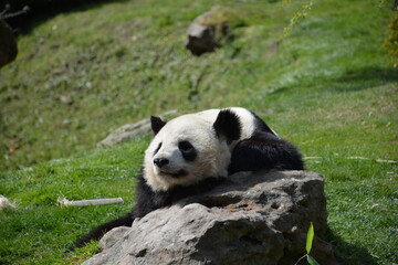 Obraz na płótnie Canvas A lazy panda on a rock