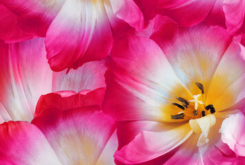 Tulip flower pink.  Floral spring background.   Close-up.   Nature.