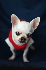 Chihuahua dog Concept santa claus , christmas