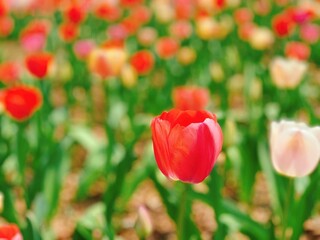 Obraz premium チューリップ畑