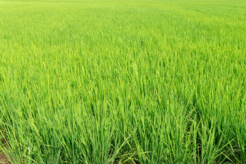 夏の水田の稲
