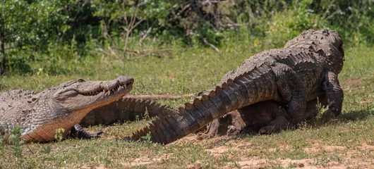 Foto op Plexiglas crocodiles in the wild  crcodiles fighting in the wild  two crocodiles fighting  scavenging crocodiles  crocodiles feeding together  fighting for food  battle for food © DINAL