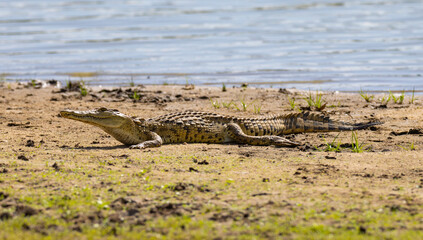 Crocodile on the bank of the Rufiji River in Tanzania, East Africa