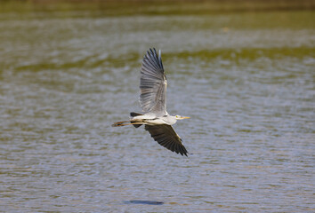 Grey Heron large water bird in flight in natural protected habitat in East Africa