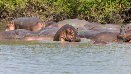 Hippos in the water within a protected natural habitat area in east Africa