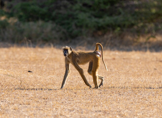 Yellow Baboon troop in natural protected habitat in southern Tanzania