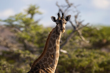 Giraffe close up in East African natural habitat national park area
