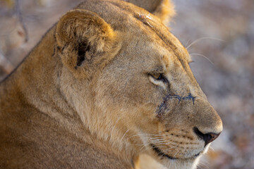Close up of Lioness face with scar in natural protected habitat in an East African national park