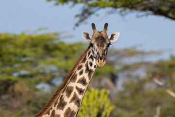 Naklejka na ściany i meble Giraffe close up in East African natural habitat national park area