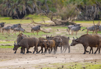 Herd of African Buffalo or Cape Buffalo in protected natural habitat in an East Africa national park