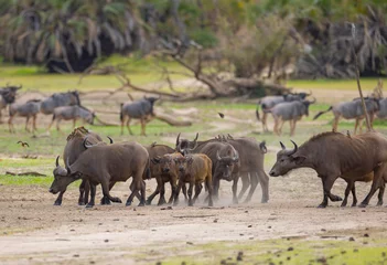 Photo sur Plexiglas Parc national du Cap Le Grand, Australie occidentale Herd of African Buffalo or Cape Buffalo in protected natural habitat in an East Africa national park