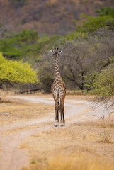 Giraffe close up in East African natural habitat national park area
