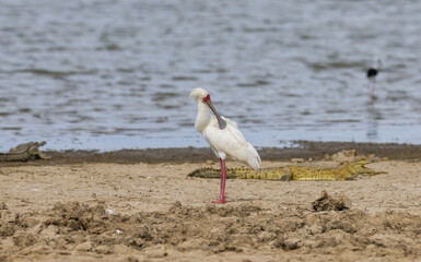 African Spoonbill large white wading bird searching for fish along the Rufiji River, East Africa