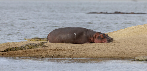 Hippo and Crocodile lying together on sandbank in natural protected habitat in Eats African national park area