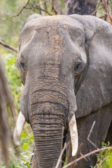 Fototapeta premium Close up of Elephant in natural habitat in a protected East African national park 