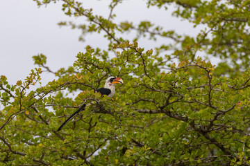Eastern Yellow-Billed Hornbill sitting in a tree in protected natural habitat in an East Africa national park area