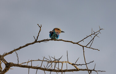 Lilac-Breasted Roller small tropical bird perched in a tree in protected natural habitat in an East Africa national park