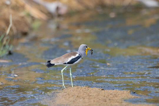 Yellow-wattled lapwing small wading water bird in natural protected habitat east Africa