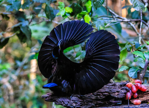 Adult male Riflebird on display perch