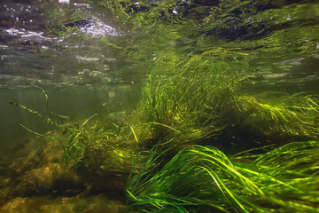 underwater fresh water green background with sun rays under, water
