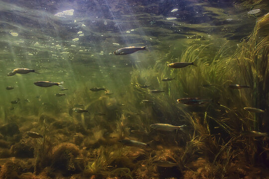 flock of small fish underwater, freshwater bleak fish anchovy seascape