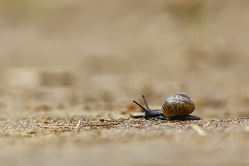slow snail macro garden nature is small