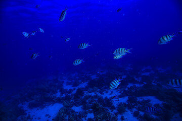 Obraz na płótnie Canvas flock of fish in the sea background underwater view