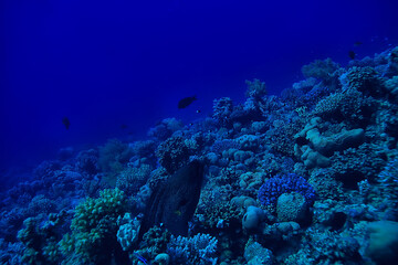Naklejka na ściany i meble tropical sea underwater background diving ocean
