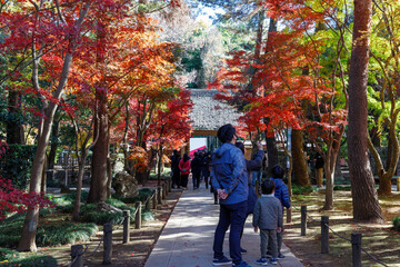 Obraz premium 紅葉で赤く染まる平林寺の参道