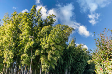 竹林公園に生える竹