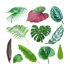 Fototapeta na wymiar Set of Tropical Leaves Isolated on White Background with Clippin