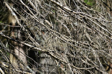 pine branches in forest