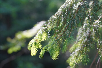 green pine branch