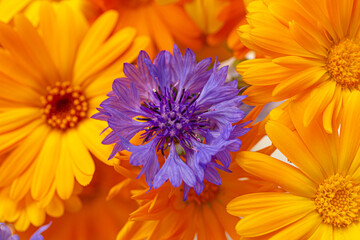 Colorful summer flowers texture against a white background. Orange and blue flowers