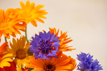 Bright flowers texture against a white background. Orange and blue flowers, copy space right