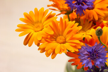 Bright flowers texture against a white background. Orange and blue flowers, copy space left