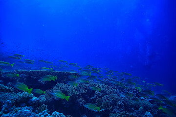 coral reef background, underwater marine life ecosystem ocean sea