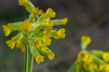 Primula veris is a herbaceous perennial flowering plant in the primrose family Primulaceae. The species is native throughout most of temperate Europe